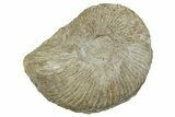 Cretaceous Ammonite (Adkinsites) Fossil - Texas #262718-1